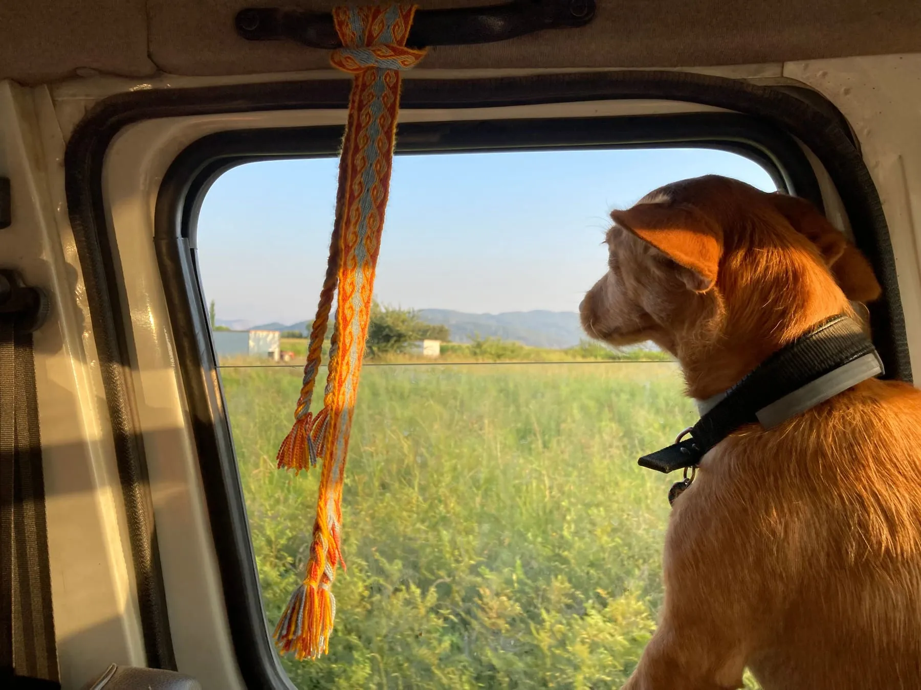 A dog looking out of an open car window — Pet-Friendly Frankfurt Airport Transfer — Private Car & Van